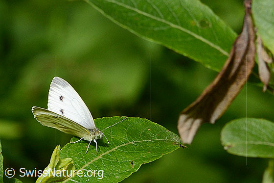 Photo: Pieris rapae. Wings half open. View diagonally from the front.
