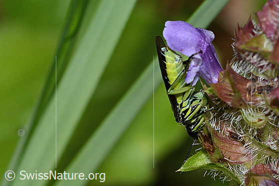 Foto: Grünschwarze Blattwespe (Tenthredo mesomela) an Gemeiner Brunelle (Prunella vulgaris). Länge 13mm. Ansicht von unten.