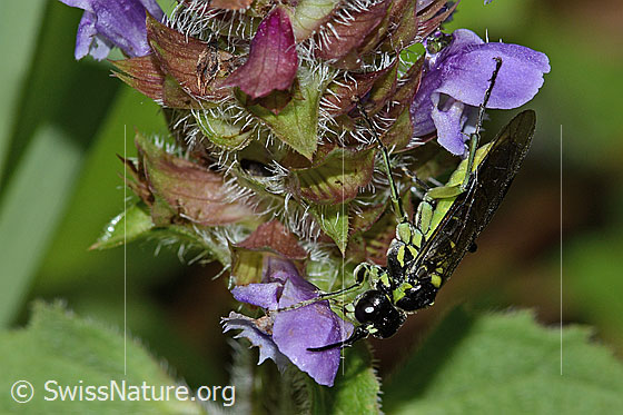 Photo: Tenthredo mesomela on Prunella vulgaris. Length 13mm. View from the side.