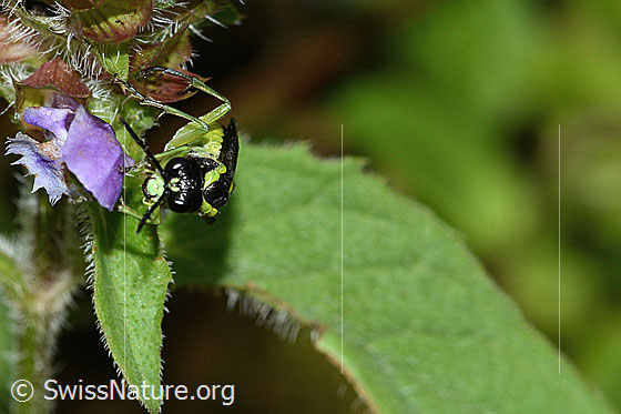 Foto: Grünschwarze Blattwespe (Tenthredo mesomela) an Gemeiner Brunelle (Prunella vulgaris). Länge 13mm. Ansicht von vorne.