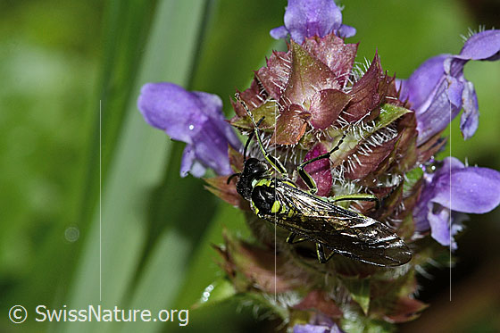 Photo: Tenthredo mesomela on Prunella vulgaris. Length 13mm. View from above.