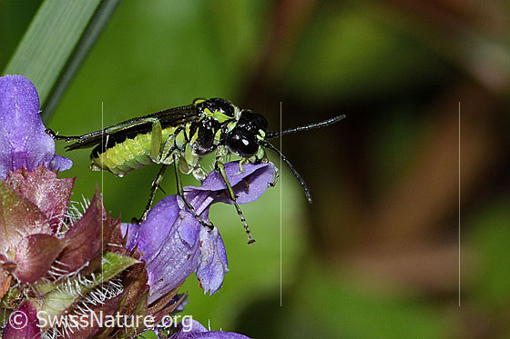 Photo: Tenthredo mesomela on Prunella vulgaris. Length 13mm. View diagonally from the front.