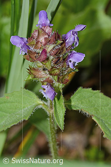 Photo: Prunella vulgaris. Inflorescence and leaves.