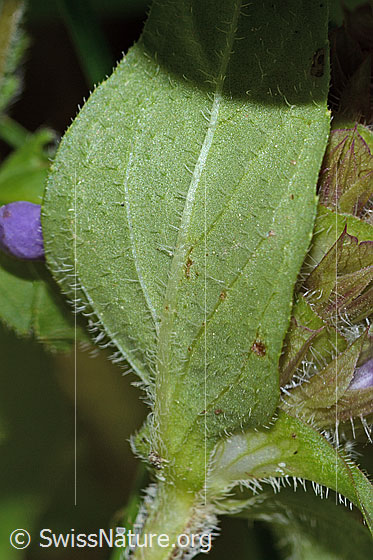 Photo: Prunella vulgaris. Leaf underside.