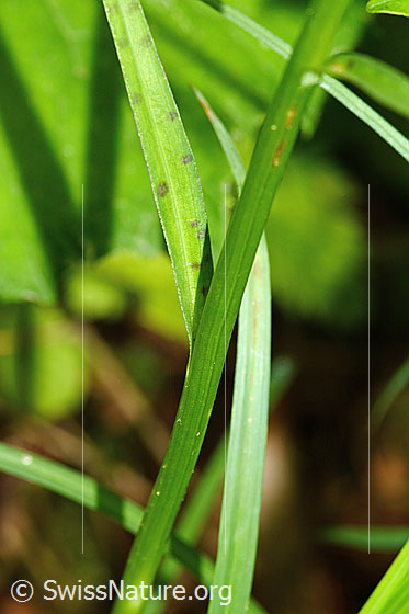 Photo: Dactylorhiza fuchsii. Stem and stem leaves.