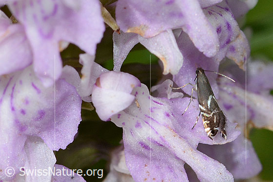 Glyphipterix simpliciella auf Fuchs