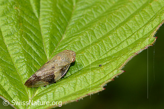 Photo: Aphrophora alni. Length 10mm. View from the side.