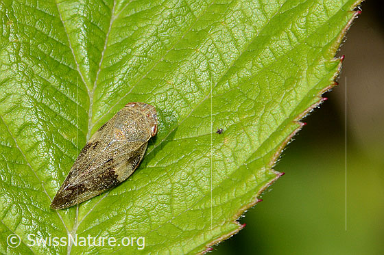 Photo: Aphrophora alni. Length 10mm. View from diagonally behind.