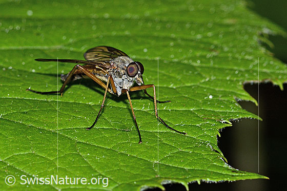 Foto: Gemeine Schnepfenfliege (Rhagio scolopaceus). Länge 13mm. Männchen. Ansicht von vorne.