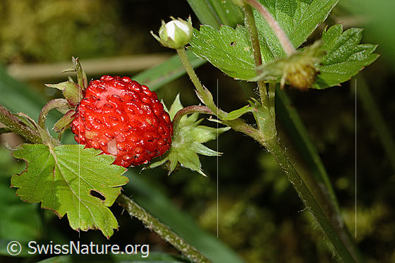 Foto: Wald-Erdbeere (Fragaria vesca). Frucht und Blätter.