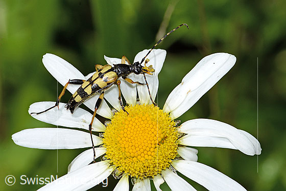 Photo: Rutpela maculata on Leucanthemum vulgare. Length 17mm. View from diagonally above.