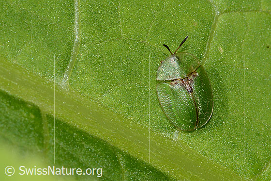 Photo: Probably Cassida rubiginosa. Length 7mm. View from above.
