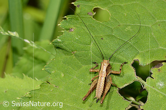 Photo: Pholidoptera griseoaptera. Length 14mm. Female. Nymph stage 5. View from above.