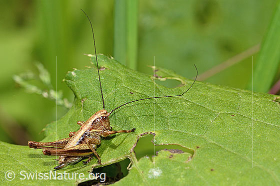 Photo: Pholidoptera griseoaptera. Length 14mm. Female. Nymph stage 5. View from the side.