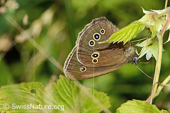 Photo: Aphantopus hyperantus. Wings closed. View from the side.
