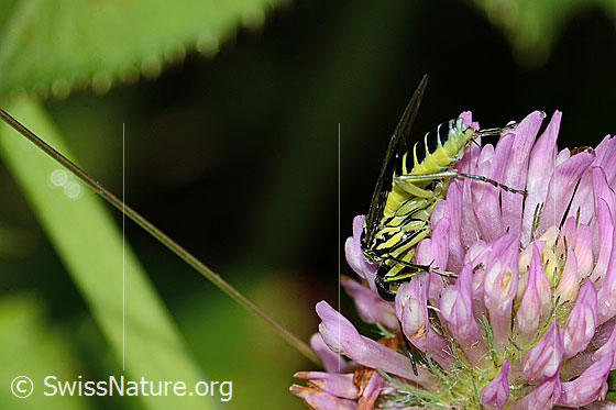 Photo: Tenthredo mesomela on Trifolium pratense. Length 13mm. View from the side.
