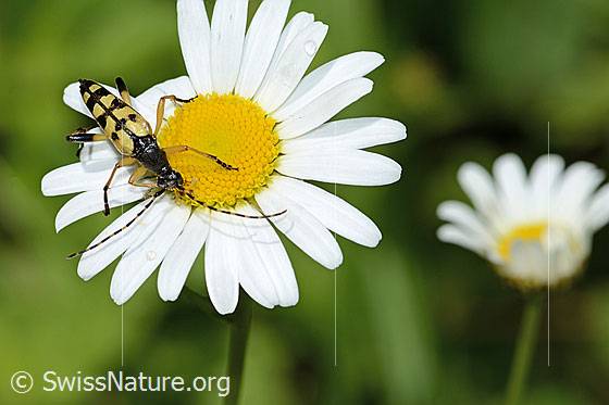 Foto: Gefleckter Schmalbock (Rutpela maculata) auf Gewöhnlicher Wiesen-Margerite (Leucanthemum vulgare). Länge 17mm. Ansicht von vorne.