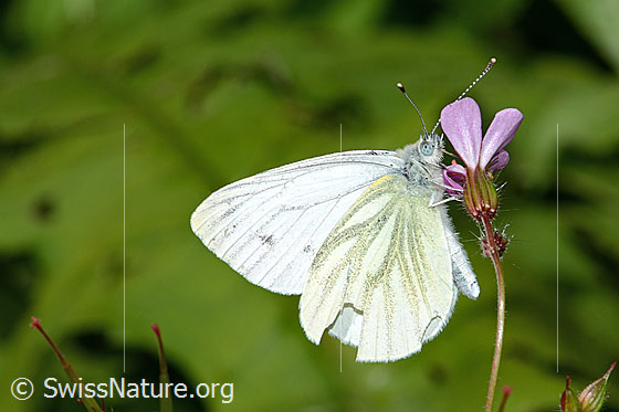 Foto: Rapsweissling (Pieris napi) an Ruprechtskraut (Geranium robertianum). Flügel geschlossen. Ansicht von der Seite.