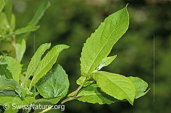 Foto: Wahrscheinlich Graue-Weide (Salix cinerea). Frische Blätter.