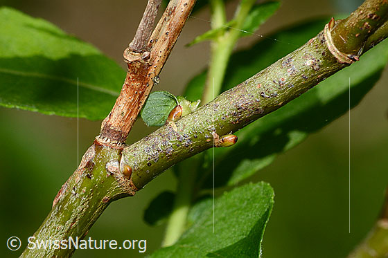Foto: Wahrscheinlich Graue-Weide (Salix cinerea). Ästchen.