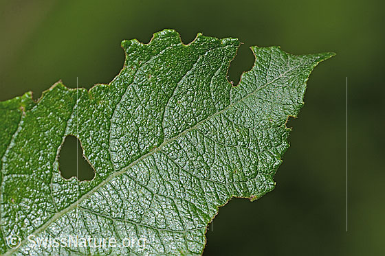 Foto: Wahrscheinlich Graue-Weide (Salix cinerea). Blattoberseite.