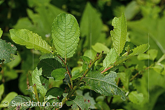 Foto: Wahrscheinlich Graue-Weide (Salix cinerea). Blätter und Ästchen.