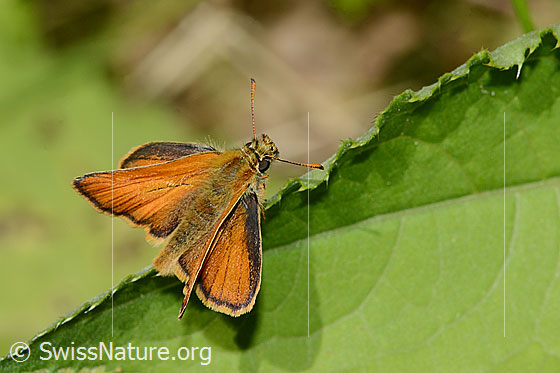 Braunkolbiger Braundickkopffalter (Thymelicus sylvestris)