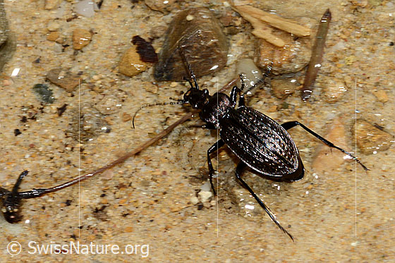 Photo: Carabus granulatus. Length 17 - 23mm. View from above.