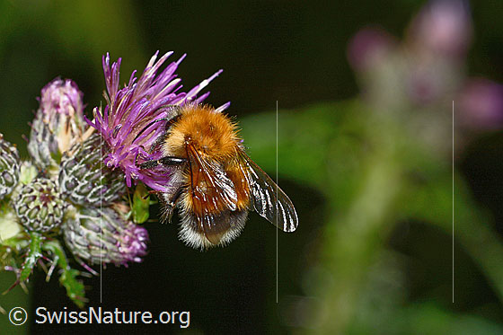 Foto: Wahrscheinlich Baumhummel (Bombus hypnorum) auf Sumpf-Kratzdistel (Cirsium palustre). Länge 15mm. Männchen. Ansicht von schräg oben.