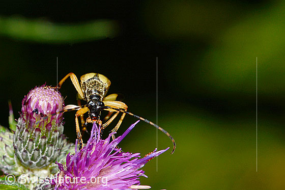 Foto: Gefleckter Schmalbock (Rutpela maculata) auf Sumpf-Kratzdistel (Cirsium palustre). Ansicht von vorne.