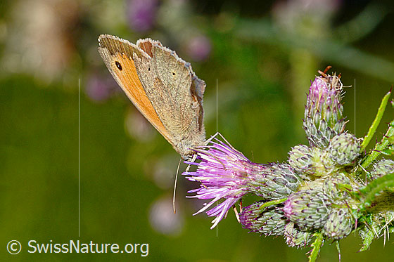 Foto: Grosses Ochsenauge (Maniola jurtina) an Sumpf-Kratzdistel (Cirsium palustre). Männchen. Flügel geschlossen. Ansicht von schräg vorne.