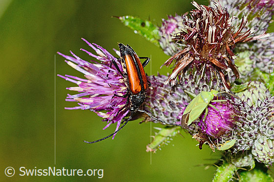 Foto: Kleiner Schmalbock (Stenurella melanura) auf Sumpf-Kratzdistel (Cirsium palustre). Ansicht von oben.