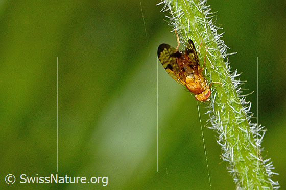 Foto: Xyphosia miliaria (Bohrfliege) auf Stängel einer Sumpf-Kratzdistel (Cirsium palustre). Länge 6mm. Ansicht von oben.