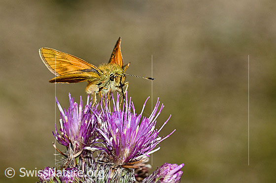 Foto: Rostfarbiger Dickkopffalter (Ochlodes sylvanus) auf Sumpf-Kratzdistel (Cirsium palustre). Flügel helb geöffnet. Ansicht von seitlich vorne.