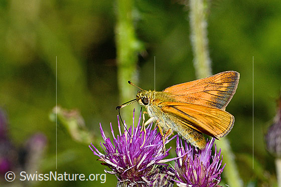 Foto: Rostfarbiger Dickkopffalter (Ochlodes sylvanus) auf Sumpf-Kratzdistel (Cirsium palustre). Flügel halb geöffnet. Ansicht von seitlich oben.