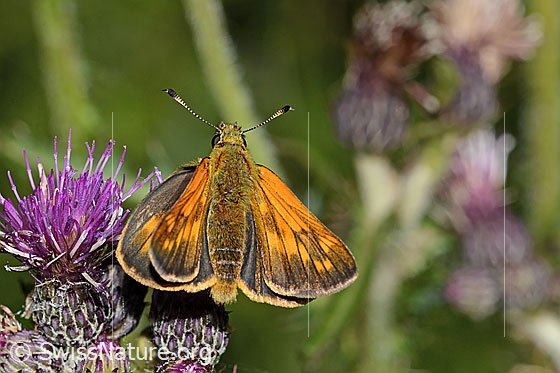 Foto: Rostfarbiger Dickkopffalter (Ochlodes sylvanus) auf Sumpf-Kratzdistel (Cirsium palustre). Flügel geöffnet. Ansicht von oben.