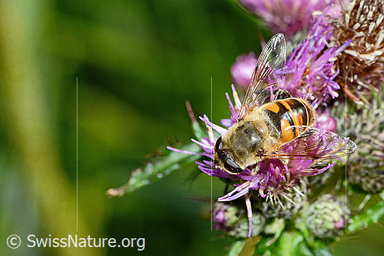 Foto: Mistbiene (Eristalis tenax) auf Sumpf-Kratzdistel (Cirsium palustre). Länge 13mm. Weibchen. Ansicht von oben.