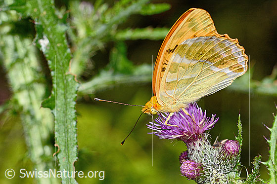 Foto: Kaisermantel (Argynnis paphia) auf Sumpf-Kratzdistel (Cirsium palustre). Flügel geschlossen. Ansicht von der Seite.