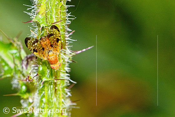 Foto: Xyphosia miliaria (Bohrfliege) auf Sumpf-Kratzdistel (Cirsium palustre). Länge 6mm. Ansicht von oben.