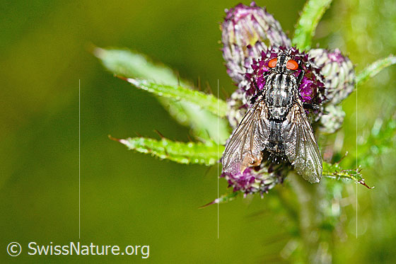 Foto: Wahrscheinlich Graue Fleischfliege (Sarcophaga carnaria) auf Sumpf-Kratzdistel (Cirsium palustre). Länge 8mm. Ansicht von oben.