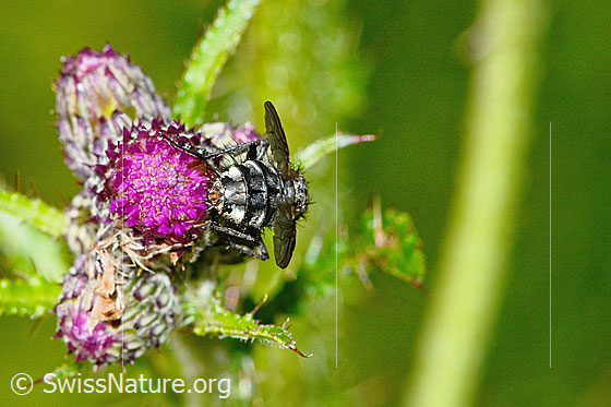 Foto: Wahrscheinlich Graue Fleischfliege (Sarcophaga carnaria) auf Sumpf-Kratzdistel (Cirsium palustre). Länge 8mm. Ansicht von hinten.