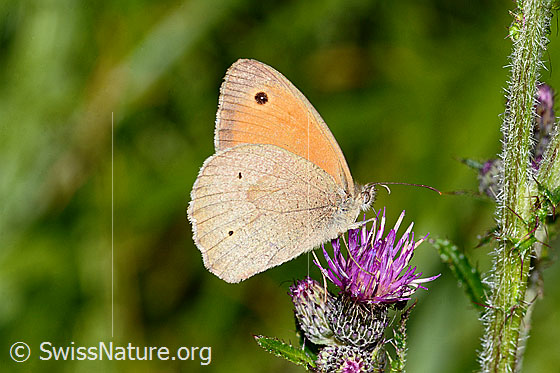 Foto: Grosses Ochsenauge (Maniola jurtina) an Sumpf-Kratzdistel (Cirsium palustre). Männchen. Flügel geschlossen. Ansicht von der Seite.