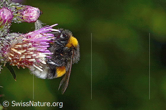 Foto: Wahrscheinlich Dunkle Erdhummel (Bombus terrestris) an Sumpf-Kratzdistel (Cirsium palustre). Länge 20mm. Königin. Ansicht von der Seite.
