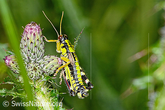 Foto: Alpine Gebirgsschrecke (Miramella alpina) auf Sumpf-Kratzdistel (Cirsium palustre). Länge 16mm. Männchen. Ansicht von seitlich oben.