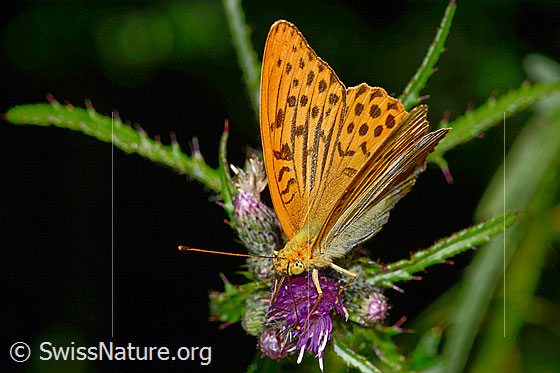 Foto: Kaisermantel (Argynnis paphia) auf Sumpf-Kratzdistel (Cirsium palustre). Flügel halb geöffnet. Ansicht von schräg vorne.