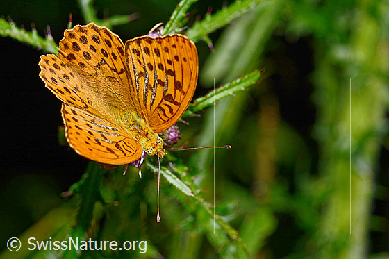 Foto: Kaisermantel (Argynnis paphia) auf Sumpf-Kratzdistel (Cirsium palustre). Flügel halb geöffnet. Ansicht von oben.