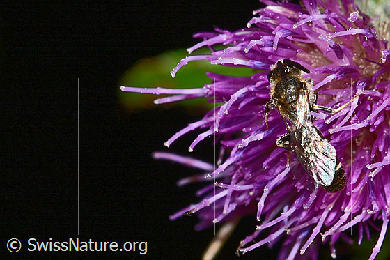 Foto: Wahrscheinlich Gewöhnliche Schmalbiene (Lasioglossum calceatum) auf Sumpf-Kratzdistel (Cirsium palustre). Länge 8mm. Männchen. Wird auch Gemeine Schmalbiene, Gemeine Furchenbiene oder Halictus calceatus genannt. Ansicht von oben.