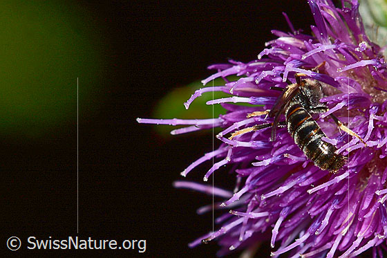 Foto: Wahrscheinlich Gewöhnliche Schmalbiene (Lasioglossum calceatum) auf Sumpf-Kratzdistel (Cirsium palustre). Länge 8mm. Männchen. Wird auch Gemeine Schmalbiene, Gemeine Furchenbiene oder Halictus calceatus genannt. Ansicht von seitlich hinten.