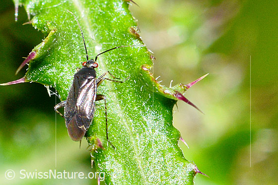 Foto: Braunschwarze Nesselweichwanze (Plagiognathus arbustorum) auf Blatt einer Sumpf-Kratzdistel (Cirsium palustre). Länge 4.5mm. Ansicht von schräg oben.