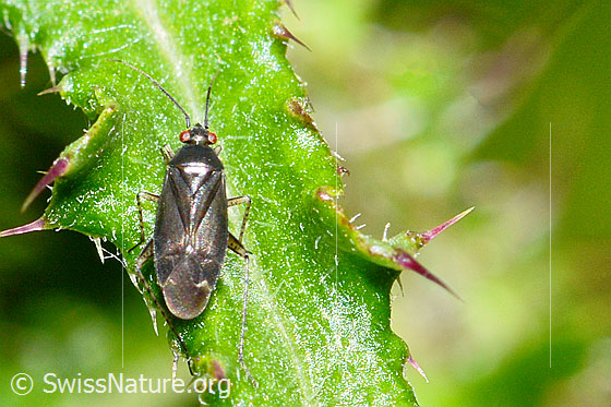 Braunschwarze Nesselweichwanze (Plagiognathus arbustorum) auf Blatt einer Sumpf-Kratzdistel (Cirsium palustre)